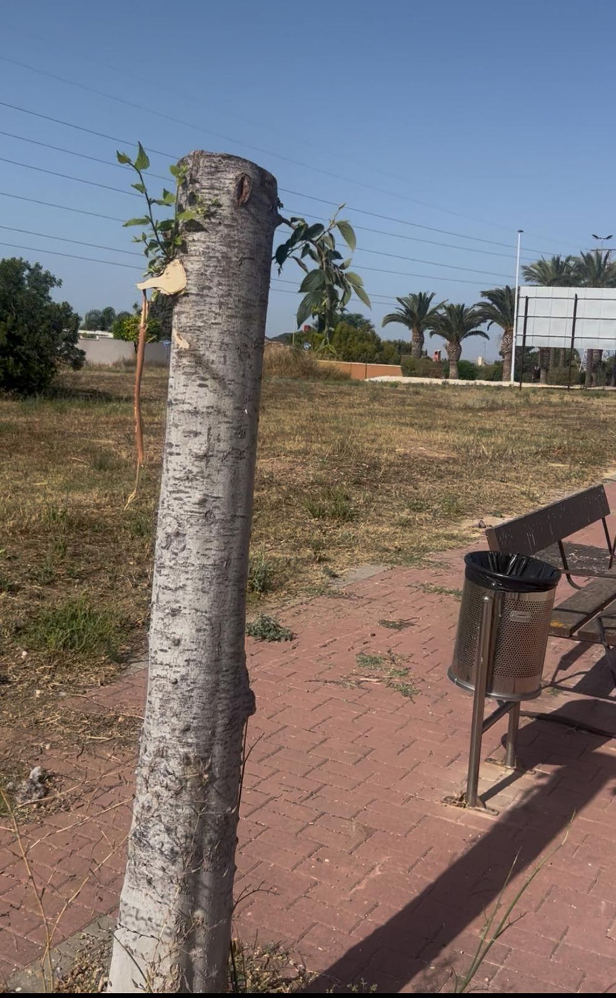 Árbol talado.
