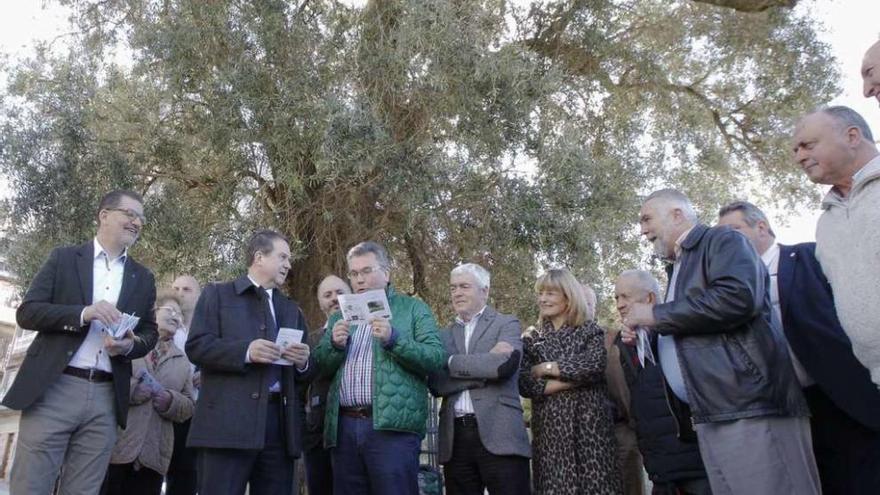 Abrazo simbólico al olivo del Paseo de Alfonso  |  El centenario olivo, símbolo de Vigo, recibió ayer un abrazo colectivo de diferentes colectivos para reclamar el respeto por la naturaleza y la necesidad de actuar ante el cambio climático durante la conmemoración Día Internacional de los Bosques. El concello promovió este acto en el que participaron representantes de comunidades de montes, la Federación de Peñas El Olivo, Érguete y Anpas, voluntarios de Medio Ambiente y asociaciones culturales y corales.