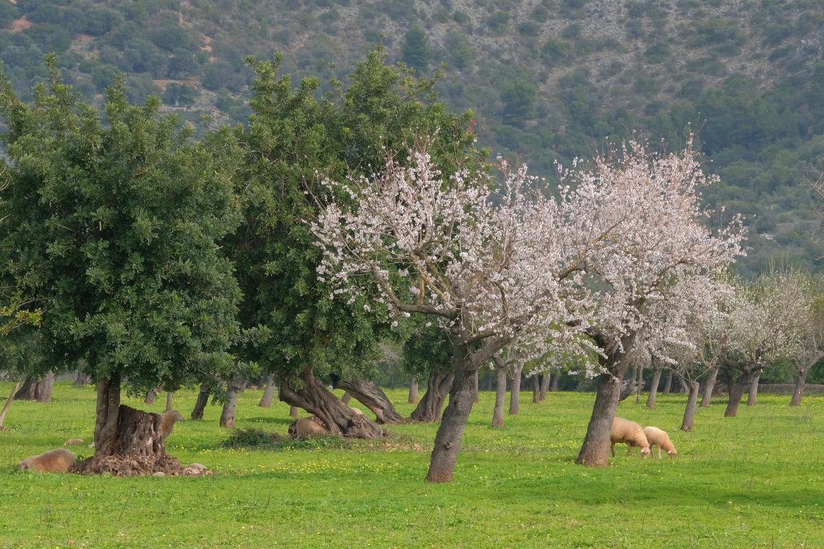 Las fotos de la tardía floración de los almendros en Mallorca Las fotos de la tardía floración de los almendros en Mallorca