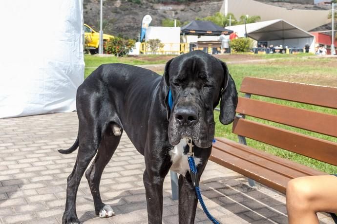 II Feria de Mascotas en Maspalomas