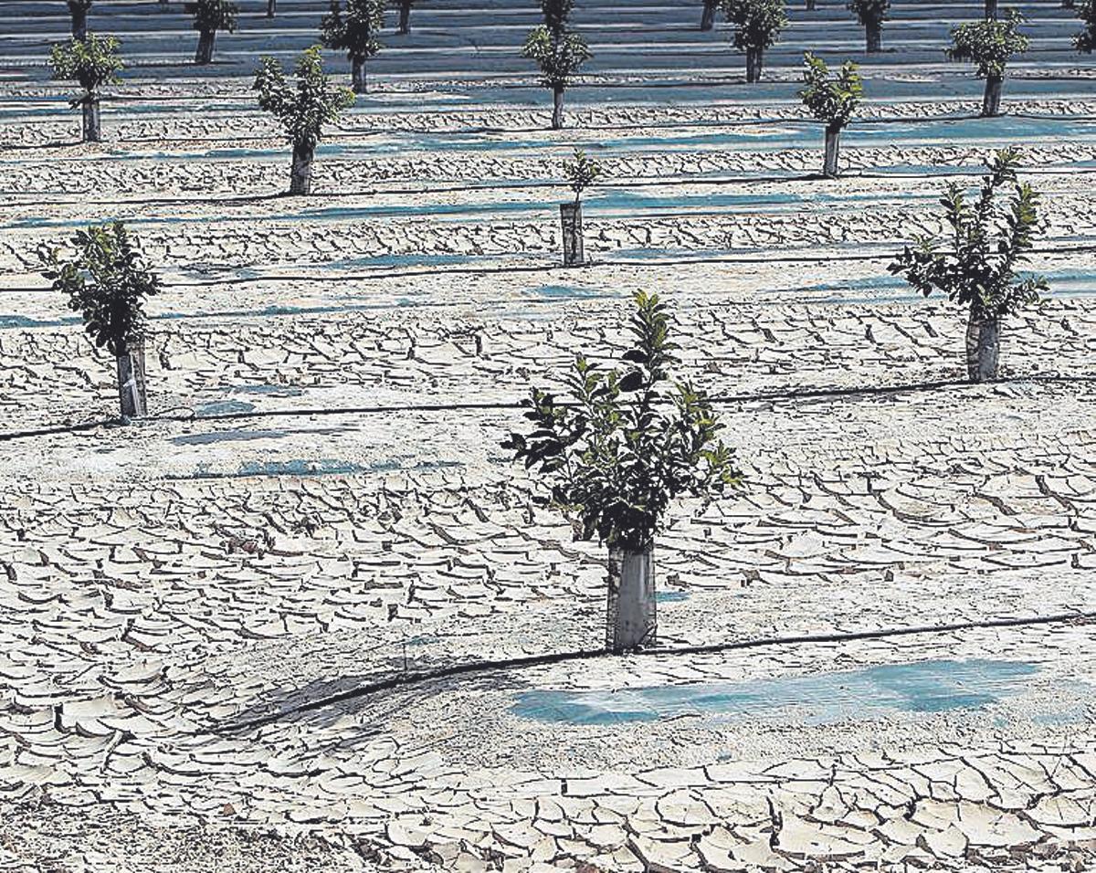 campos de la huerta de Orihuela afectados por la falta de precipitaciones