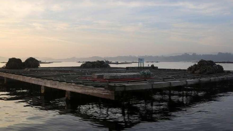 Las bateas están cada día más desangeladas. // Muñiz