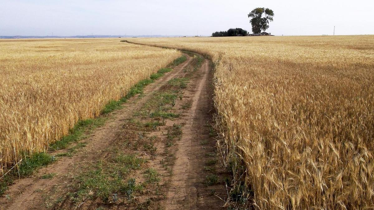 Camino rural público que atraviesa una explotación privada sembrada de cereales con una antigua hacienda al fondo.