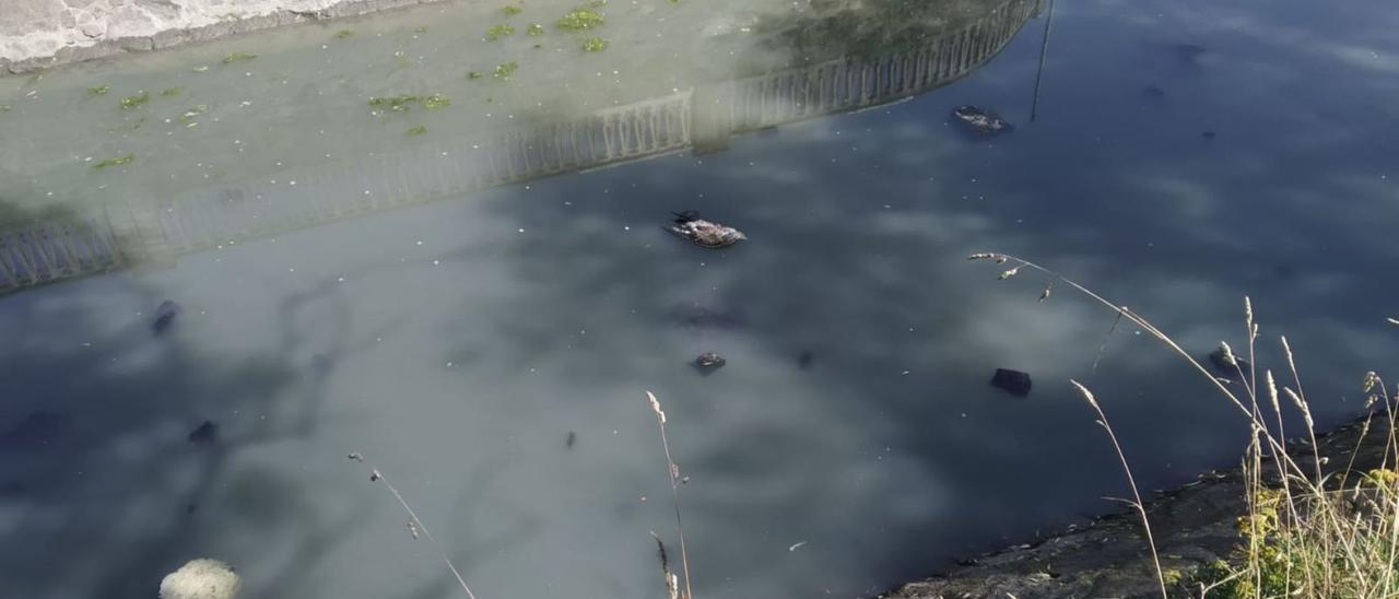 Imagen de esta semana del río, con dos aves muertas.