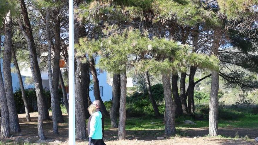 Repunte de procesionaria en pinares de Alcossebre