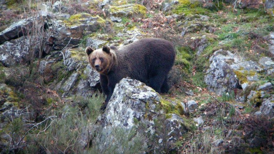 Oso cantábrico macho