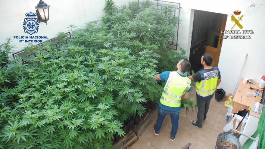 Desmantelan un cultivo de marihuana en Muro de Alcoy