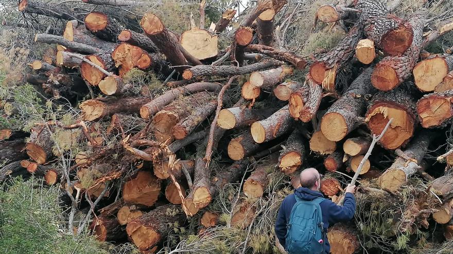 Ecologistas y oposición piden explicaciones sobre la tala del bosque de Enguera