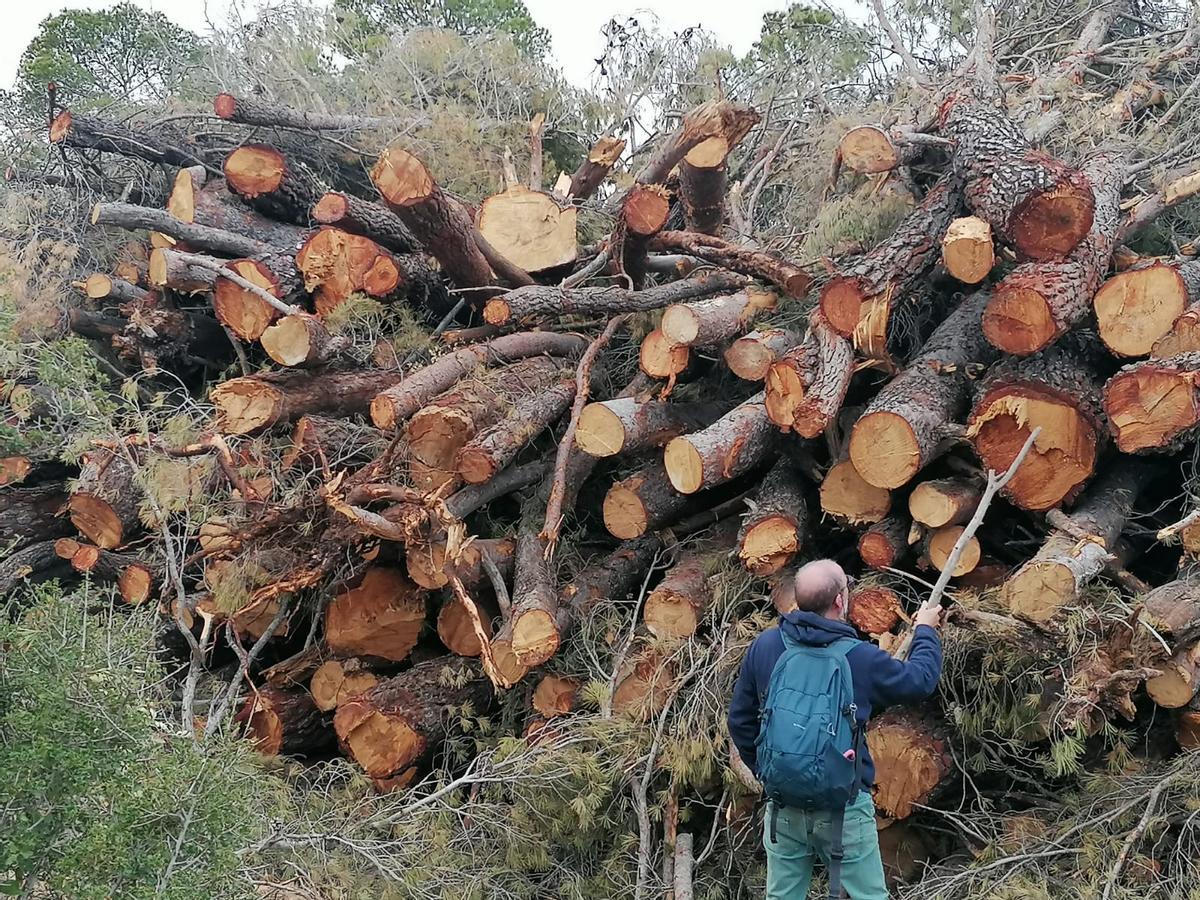 Pila de árboles talados en la sierra de Enguera.