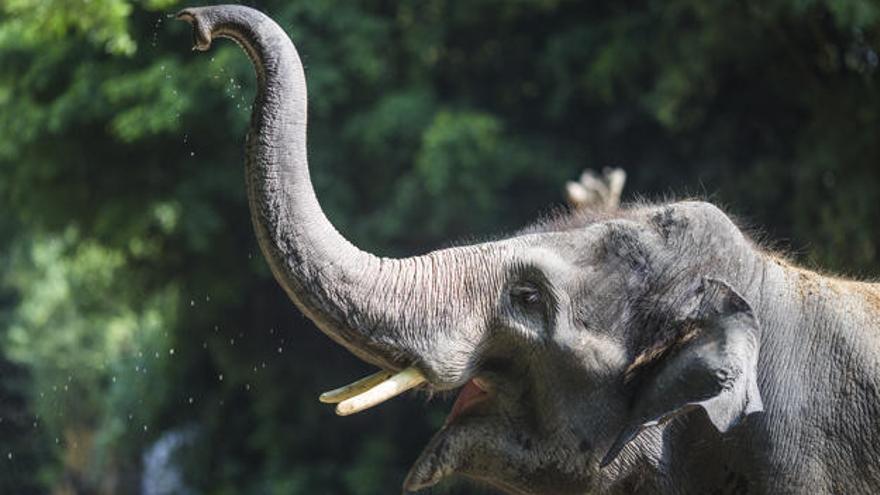 Dos turistas mueren aplastados por un elefante al tratar de fotografiarlo
