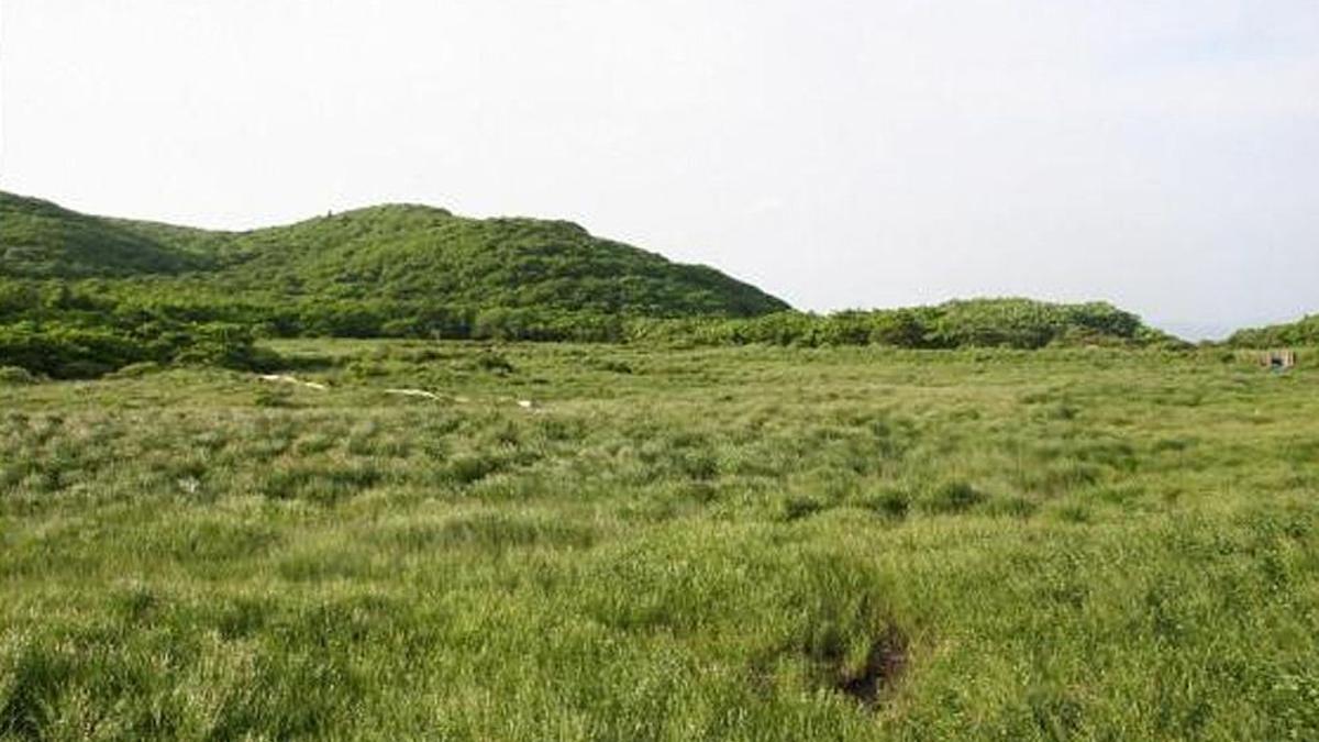 Pantano del Dragón en Corea del Sur, donde ha prosperado una bacteria prodigiosa.