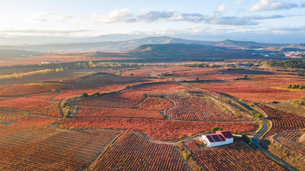 Viñedos de la Rioja durante la temporada de otoño-