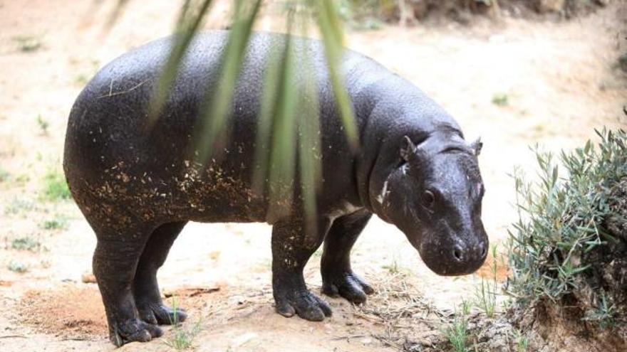 La hembra de hipopótamo pigmeo se aclimató bien en su primer día en el Río Safari de Elche.