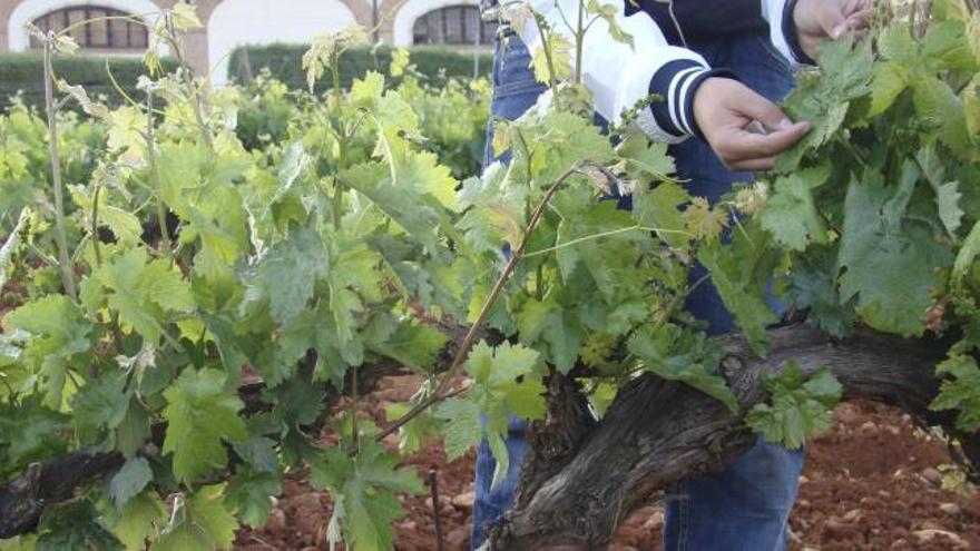 Viñas en la zona de Toro.