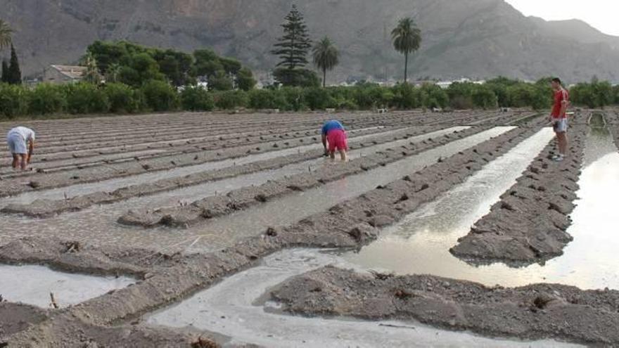 Jornaleros trabajando en una explotación de alcachofas en la Vega Baja en una imagen de archivo. Habrá agua los próximos doce meses.