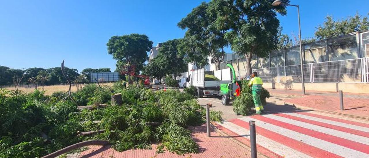 Tala de los ejemplares actuales situados en la zona de la Balaguera. | A.A.