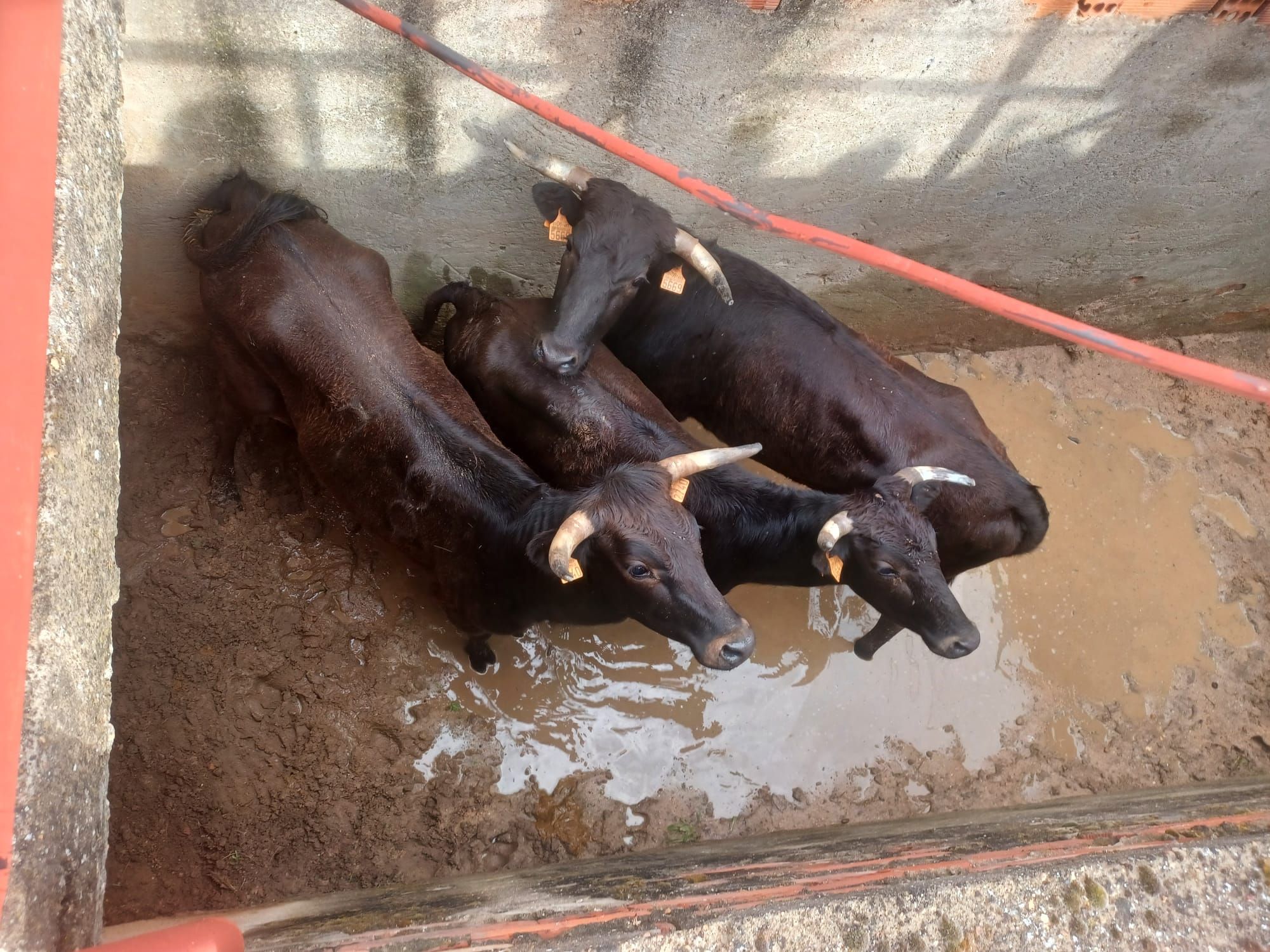 Toro Enmaromado en Benavente: La fiesta del jueves en imágenes