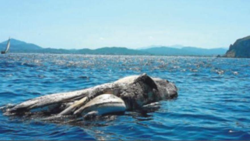 Aparece una ballena muerta en aguas de Xàbia