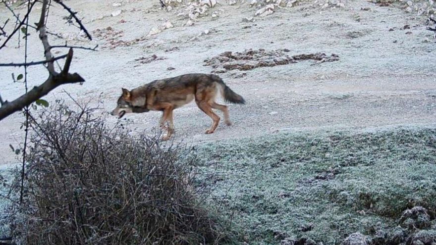 Un lobo, desplazándose por una zona de paso habitual de la sierra del Sueve. |
