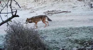 Un estudio descarta al lobo como autor de los ataques al ganado en Caldones