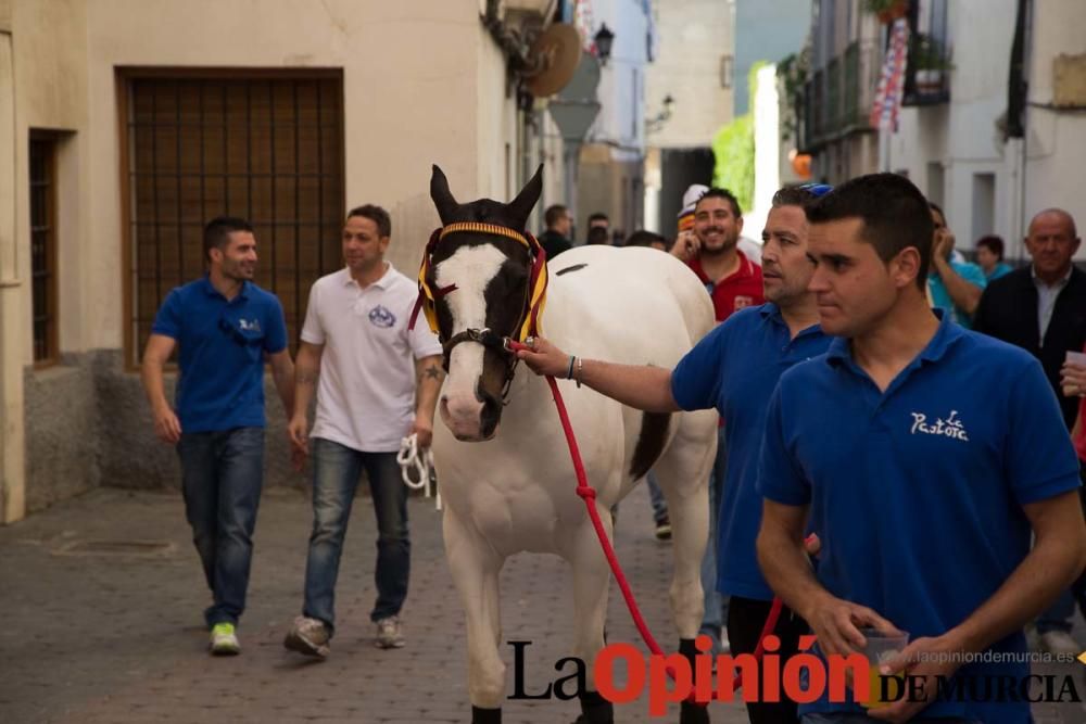 Caballo a pelo Caravaca (Desfile)