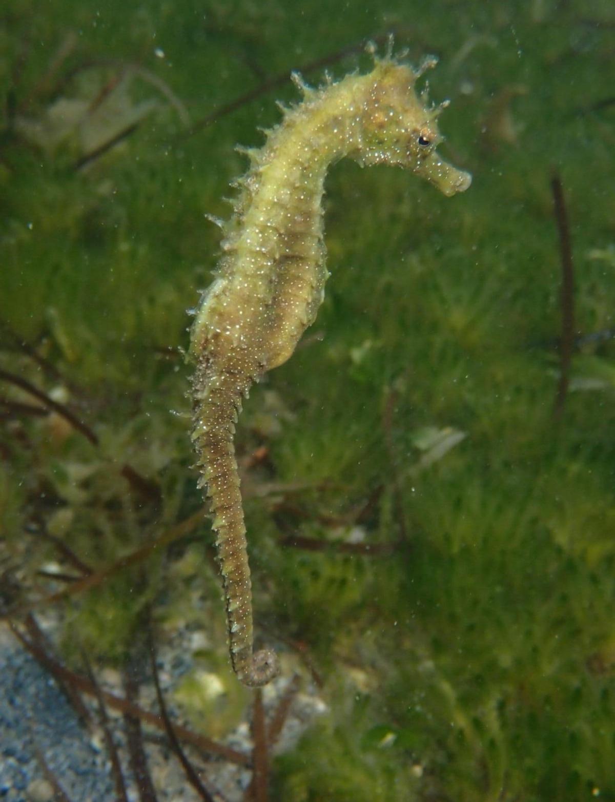 Un caballito del Mar Menor avistado hace poco días.
