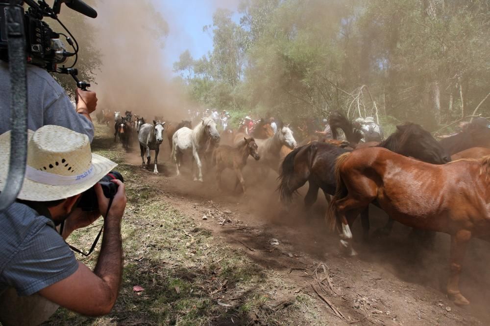 Miles de personas presencian en Sabucedo los curros - La manada llegó al pueblo al mediodía.