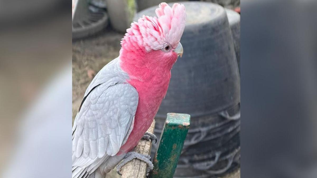 Gala, la cacatúa perdida en Nigrán.