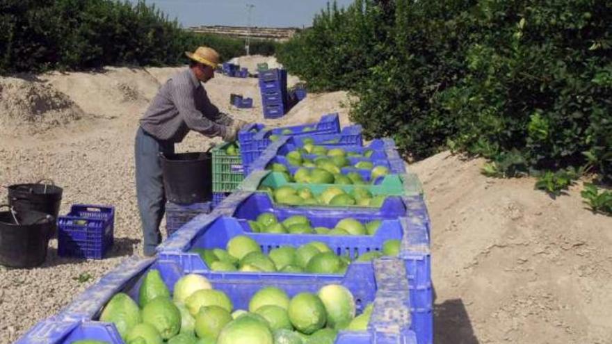 Los limones enlatados serán de la Vega Baja.