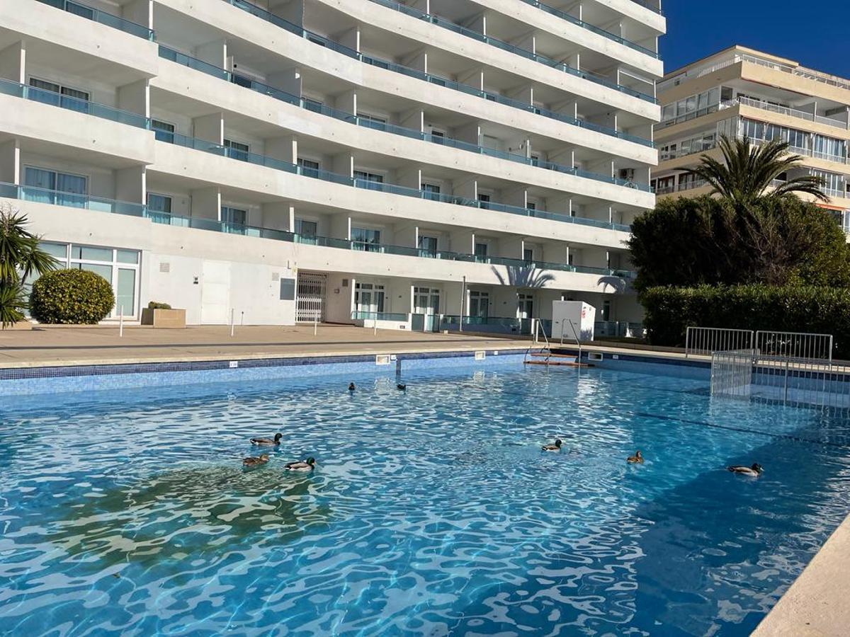 Imagen de los patos en la piscina de los apartamentos turísticos de Santa Ponça