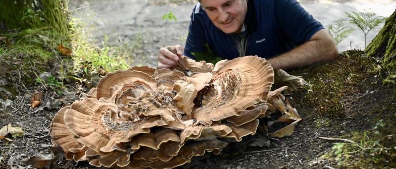 Jaime Blanco con el “meripilus giganteus” que encontró en Lourizán.   | // RAFA VÁZQUEZ