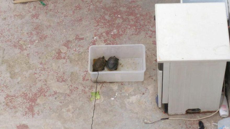 El Seprona recupera dos galápagos abandonados al sol en una casa de Casetas