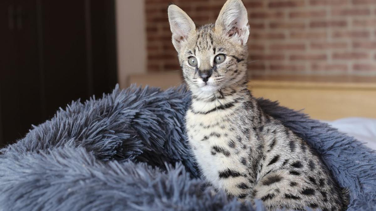 GATO CARACAL, ¡el GATO HÍBRIDO más SALVAJE de TODOS!