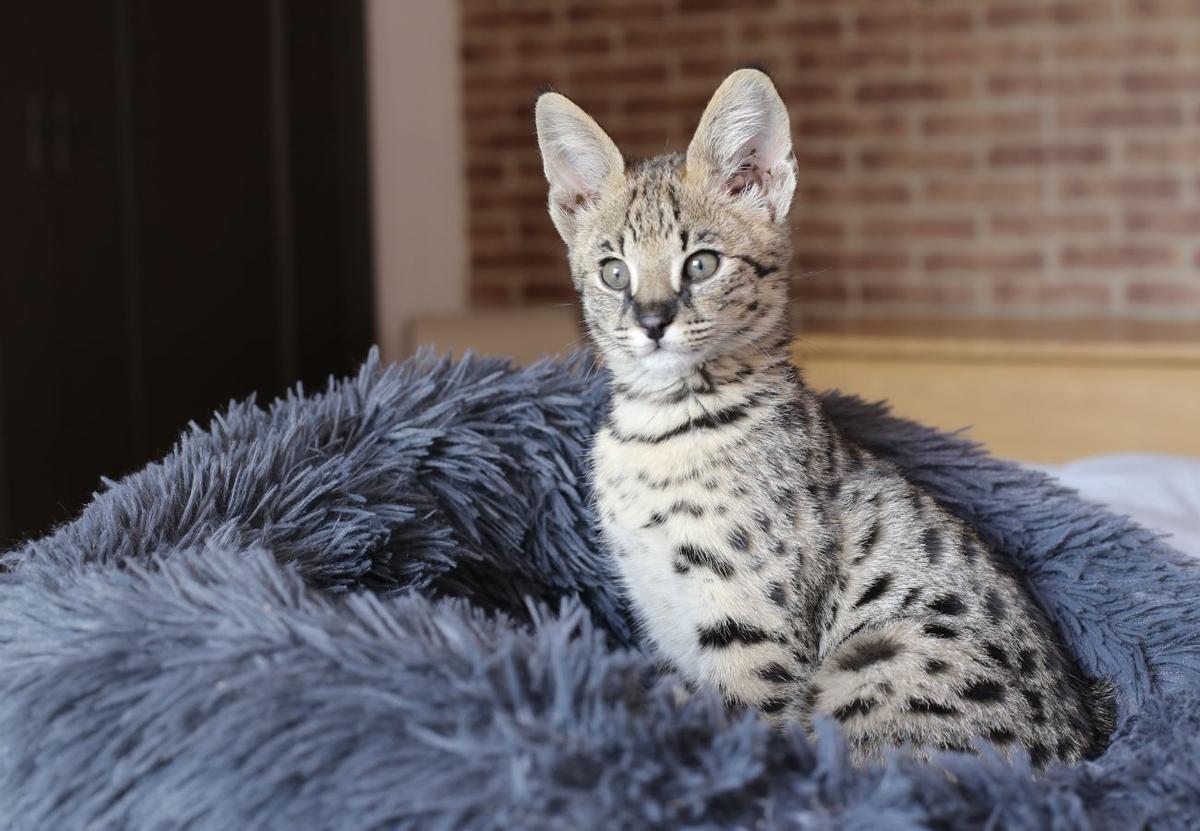 Gatos Savannah: ¿Por qué estos majestuosos felinos están prohibidos en España y otros países?