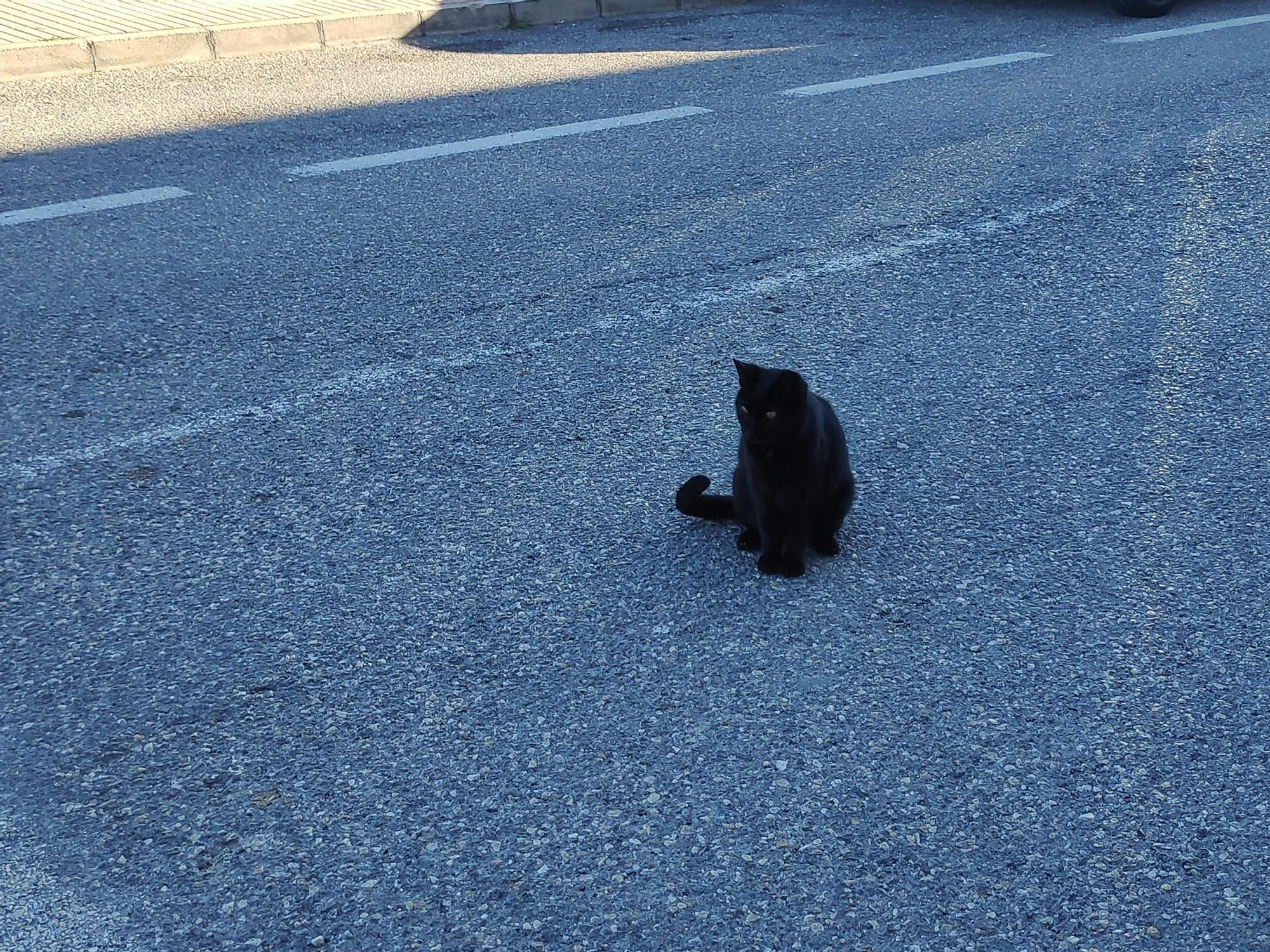 Colonias descontroladas de gatos en varias zonas de El Campello