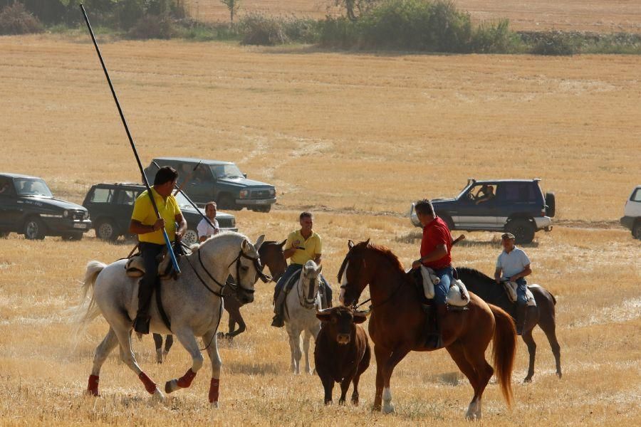 Encierro popular en Sanzoles