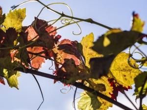 Vinos de Alicante, vinos de primera división