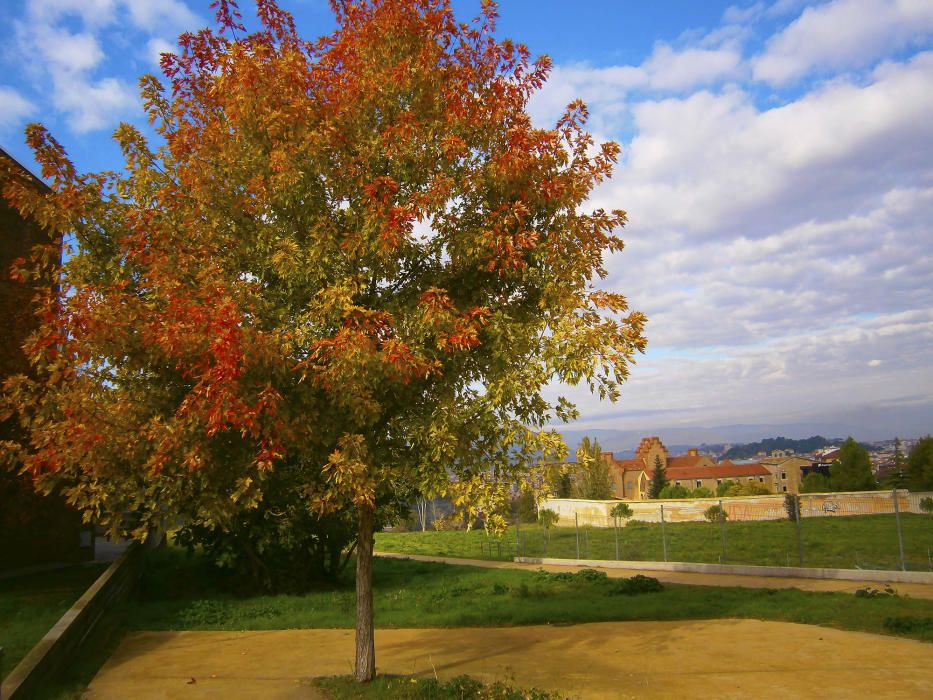 Bellesa. La bellesa del liquidàmbar (Liquidambar styraciflua) és extraordinària. La imatge es va captar a Manresa, a prop de Sant Joan de Déu, al fons Santa Clara.