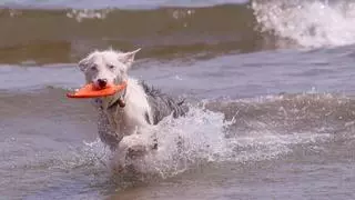 Orpesa abre todas las playas a las mascotas en temporada baja y retira la etiqueta de nudista en Torre Bellver