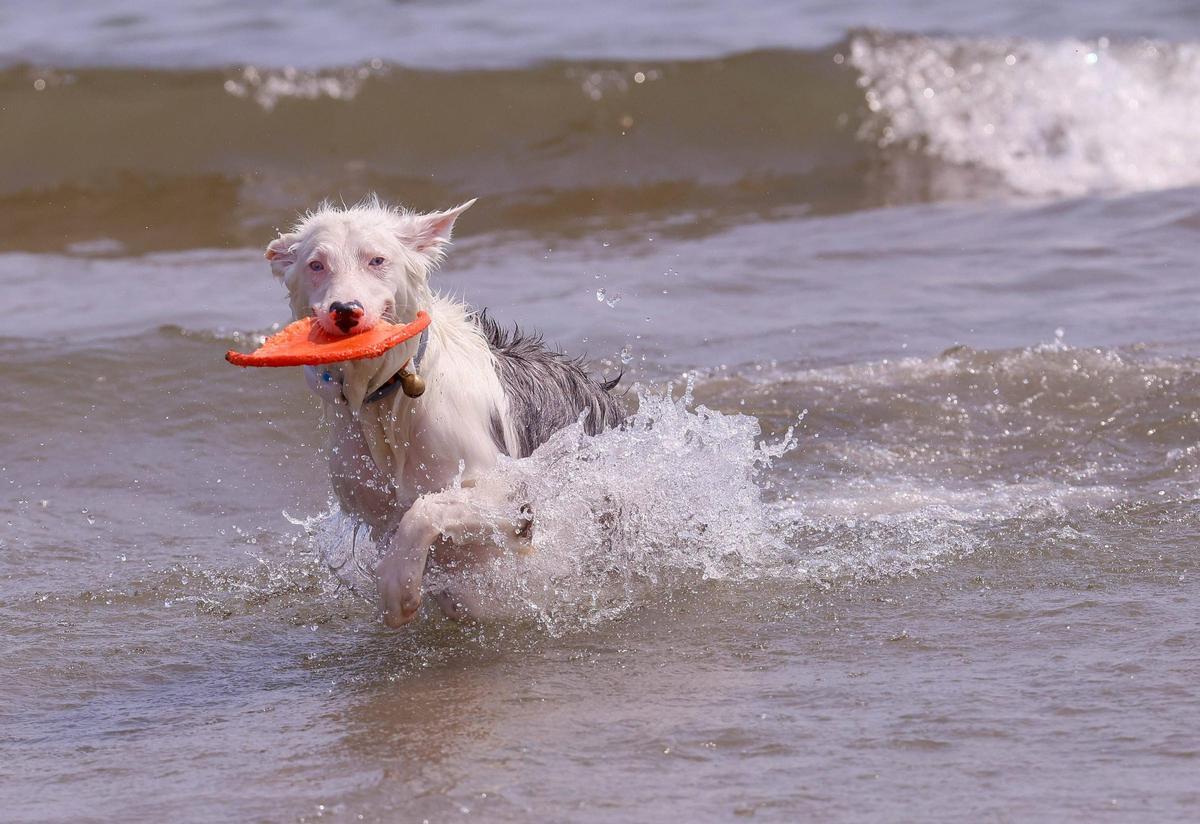 Un perro se baña en una playa, en una foto de archivo.