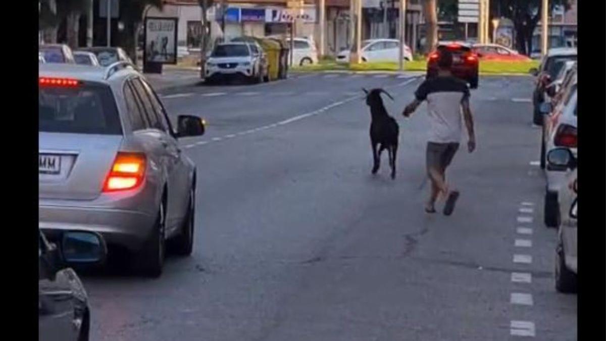 VÍDEO | Una cabra “de grandes dimensiones” siembra el caos en Cartagena