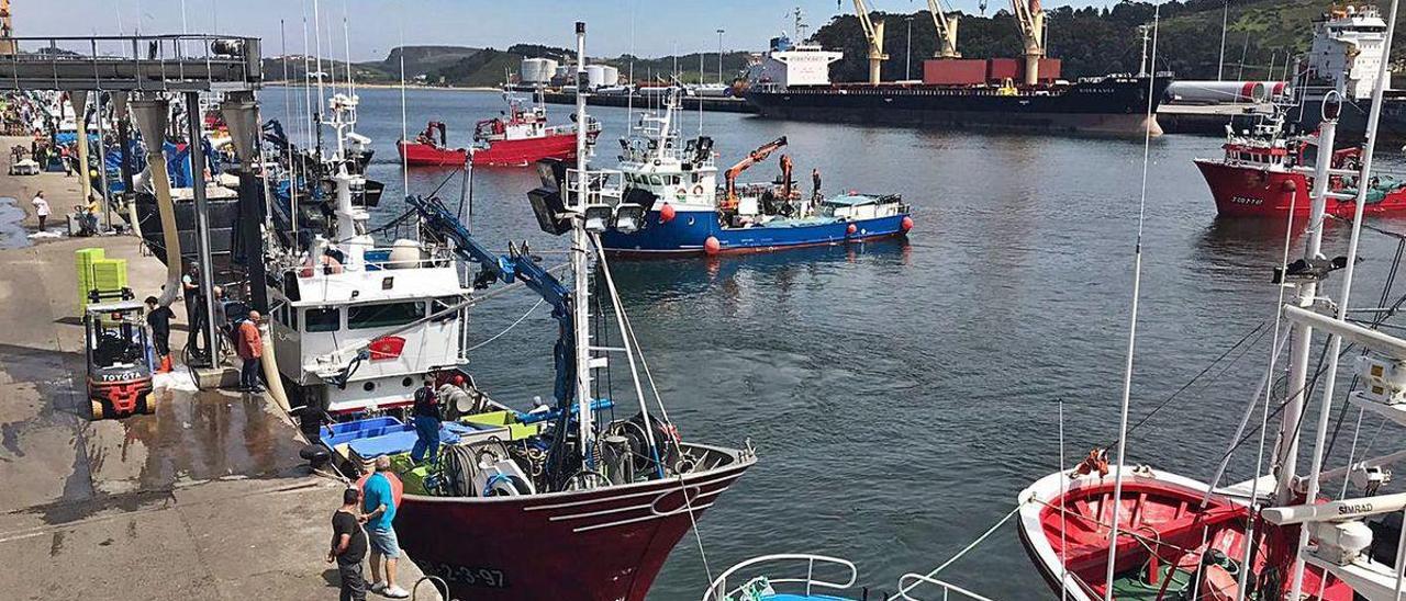 Un enjambre de barcos pesqueros, en el puerto de Avilés.