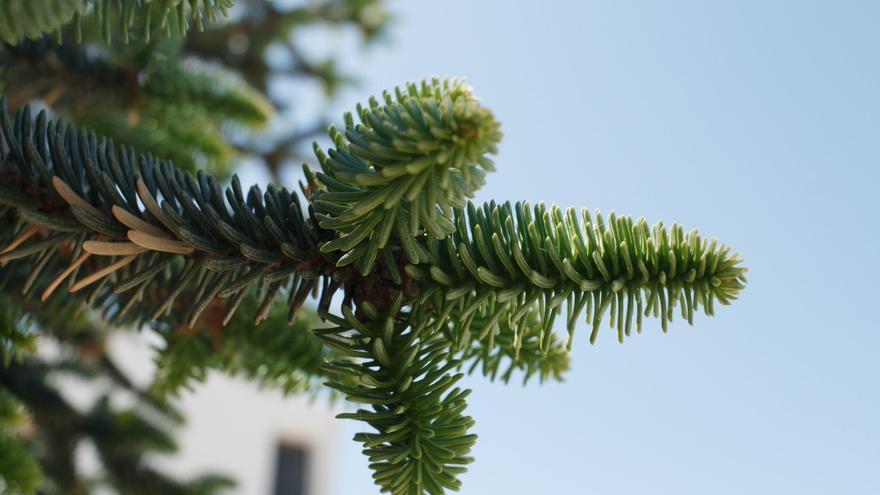 El pinsapo, una joya botánica más resistente a la sequía de lo que se creía