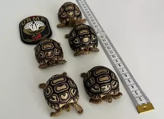 Denunciado un vecino de Badalona que vendía ilegalmente tortugas leopardo por internet