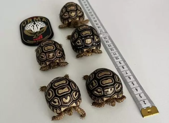 Denunciado un vecino de Badalona que vendía ilegalmente tortugas leopardo por internet