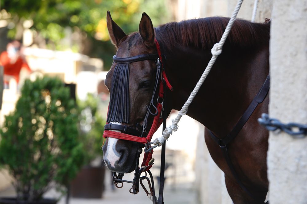 Vuelve a Caballerizas el espectáculo de Córdoba Ecuestre