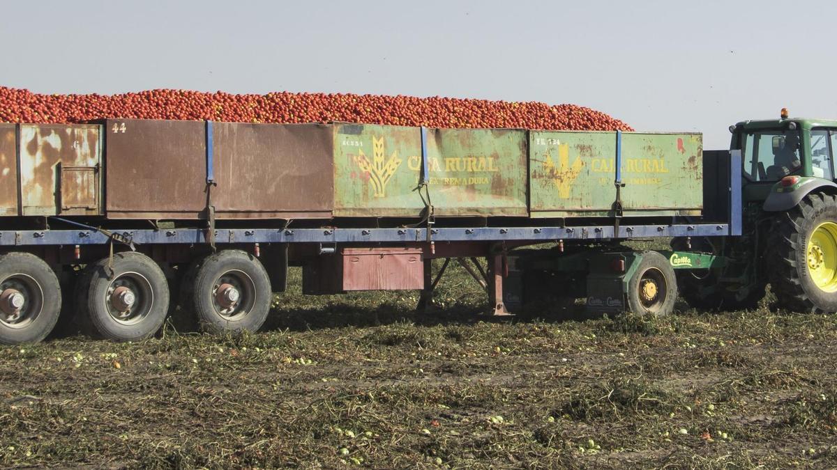 Campaña de tomate para industria.