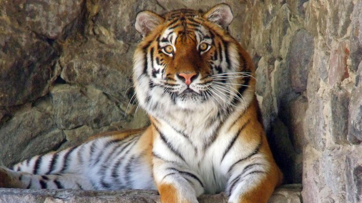 Un tigre del zoo de Kiev
