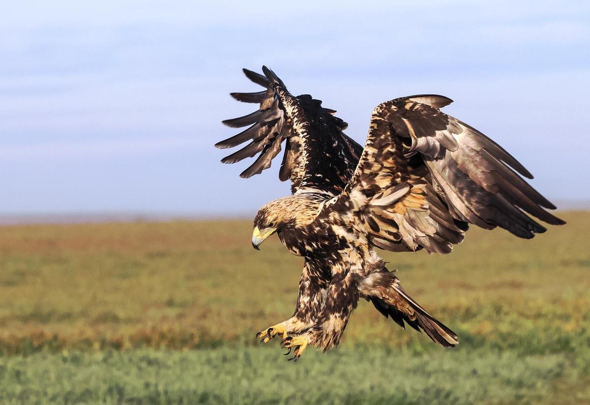 Un águila imperial ibérica se lanza sobre una presa en un paraje extremeño.