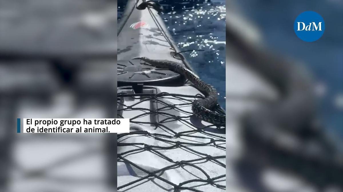 Natter schlängelt sich auf Kajak vor Mallorca